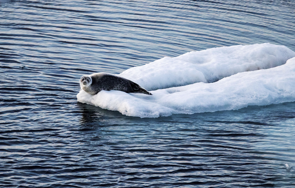 A cause du réchauffement climatique les phoques et les belugas sont obligés de changer leurs habitudes alimentaires.