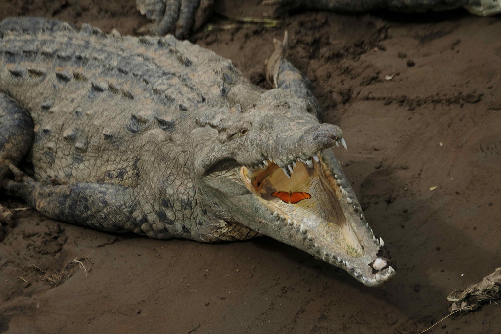 Les crocodiles d'eau salée, qui peuvent mesurer jusqu'à sept mètres de long, ont été accusés d'une série d'attaques ces dernières années en Malaisie. (Archives)