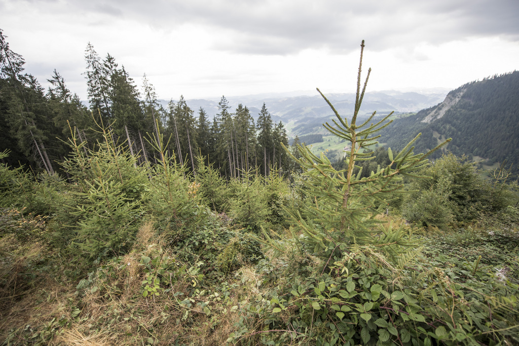 La forêt suisse compte environ 500 millions d'arbres.