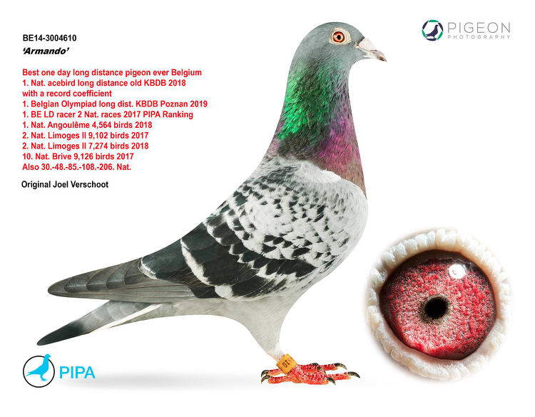 Le pigeon Armando a été vendu à plus d'1 million de francs lors d'une vente aux enchères.
