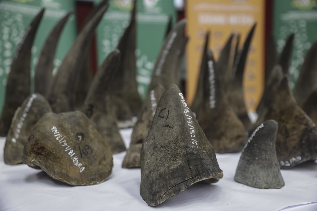 La demande de cornes de rhinocéros émane surtout de Chine et du Vietnam, où la médecine traditionnelle leur attribue toutes sortes de vertus. (illustration)
