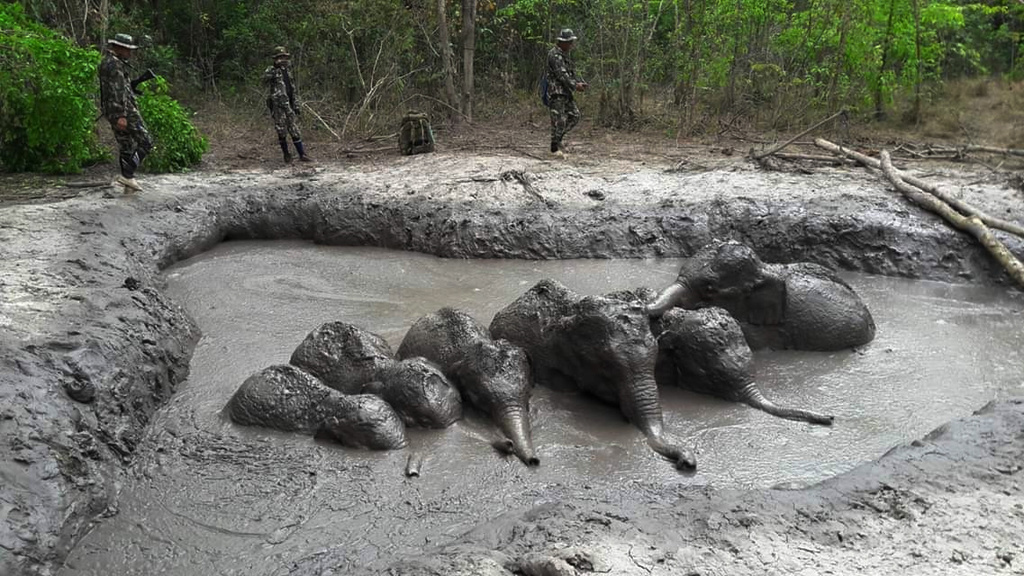 C'est au hasard d'une patrouille dans un parc national situé à l'est de Bangkok que les gardes forestiers sont tombés mercredi sur ce groupe en difficulté.