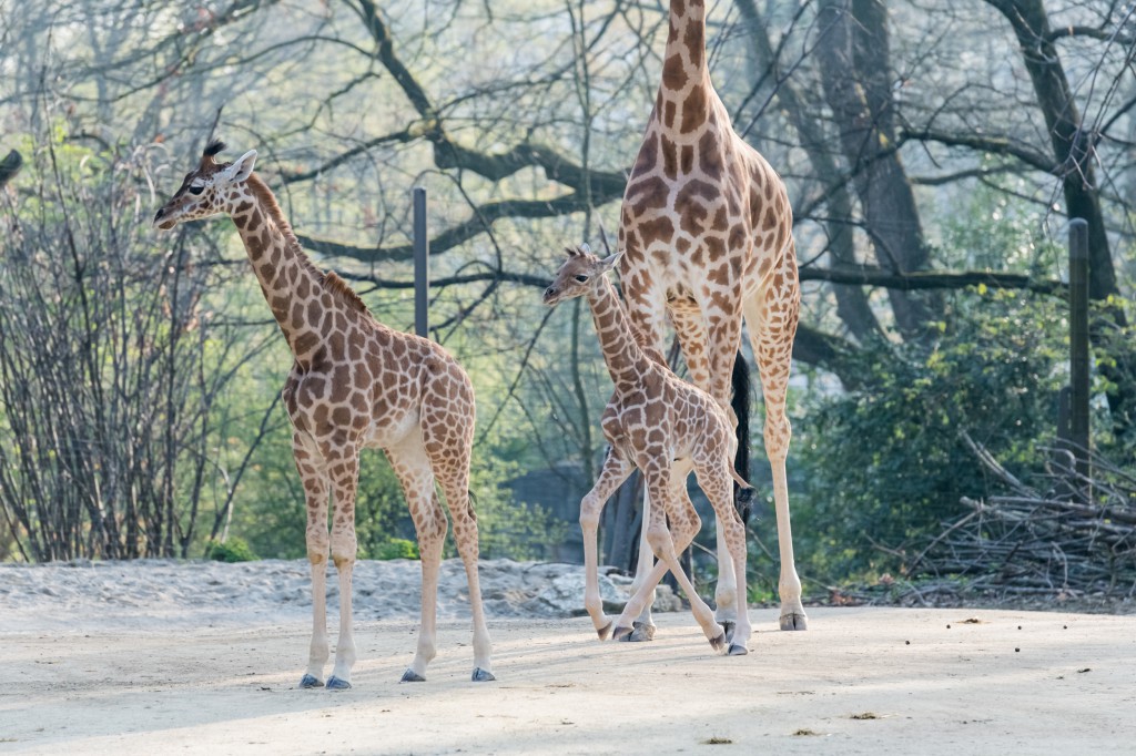 Une demi-heure à peine après être venu au monde, le girafeau se tenait déjà sur ses longues pattes.
