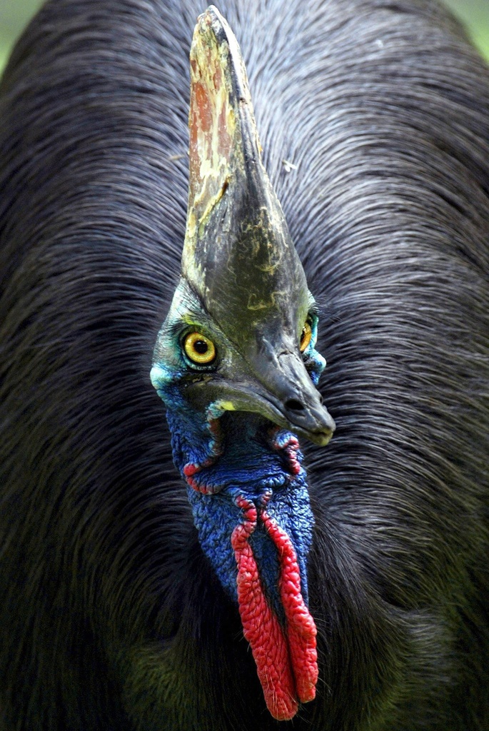 Le casoar est considéré comme l'oiseau le plus dangereux du monde.