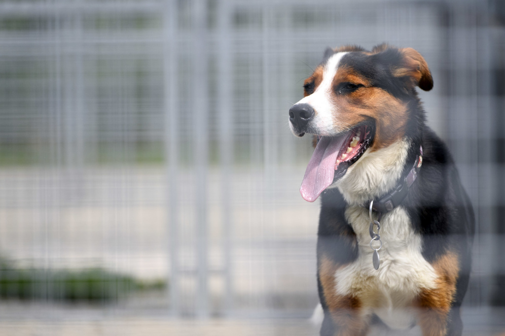 Dans l'expérience, les chiens ont été entraînés à appuyer, avec leur museau, sur un symbole sur un écran qui déclenchait la distribution de nourriture à un autre animal sans qu'ils reçoivent eux-mêmes de récompense.