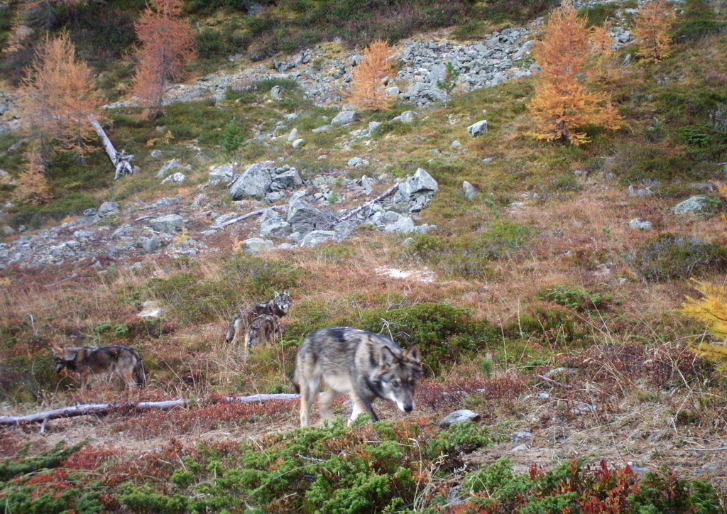 La meute de Morobbia comptait six loups en 2018. (Archives)