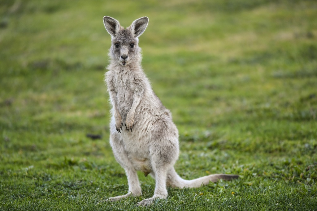 Le kangourou et les autres animaux ont été saisis, car l'homme n'avait pas les documents requis.