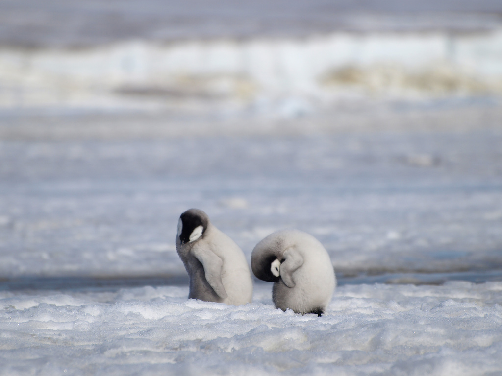 Des images satellites étudiées par le centre de recherche britannique de l'Antarctique ont montré qu'en 2016 la glace sur laquelle les couples de manchots élèvent leurs petits avait cédé. (Illustration)