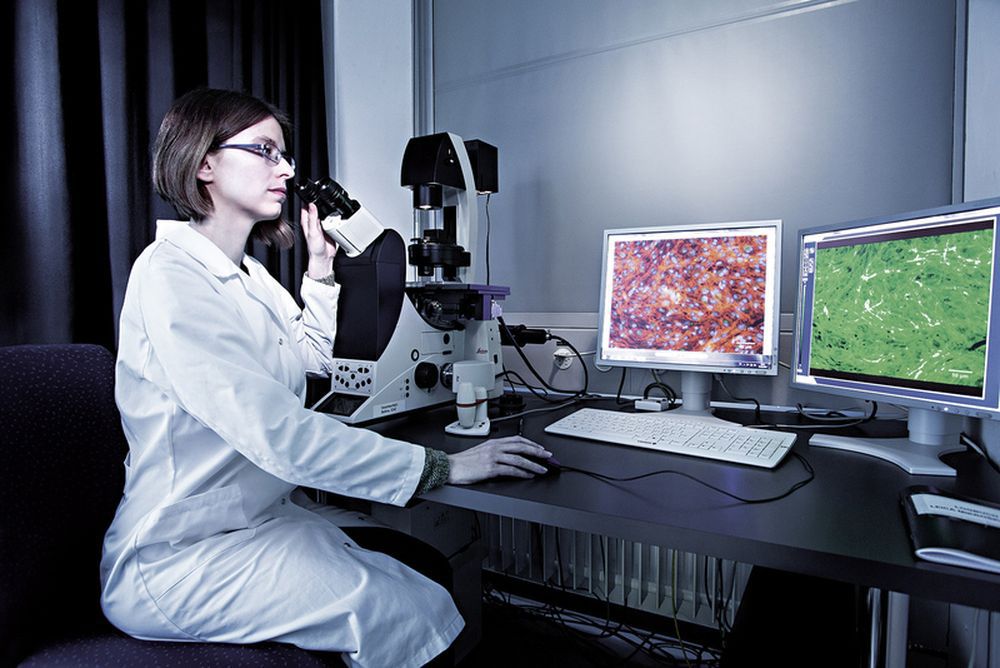 Une chercheuse étudie les cellules de poissons au microscope.