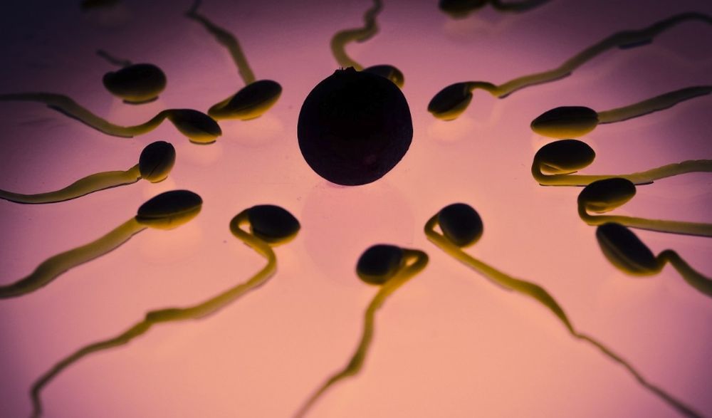 Les chercheurs ont identifié des bactéries qui influencent positivement et d’autres négativement les paramètres du sperme, comme par exemple la morphologie ou la motilité.