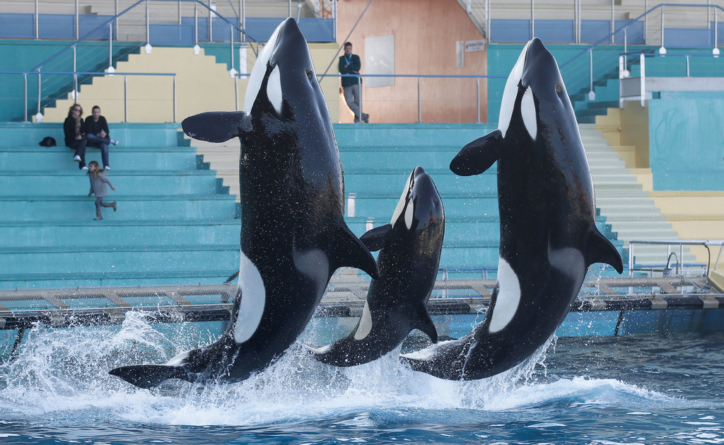 Le parc Marineland d'Antibes propose notamment des spectacles d'orques. (Illustration)
