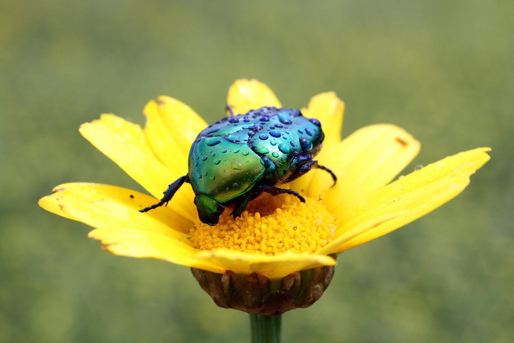 Le mystère de la diversité des coléoptères végétariens enfin résolu.
