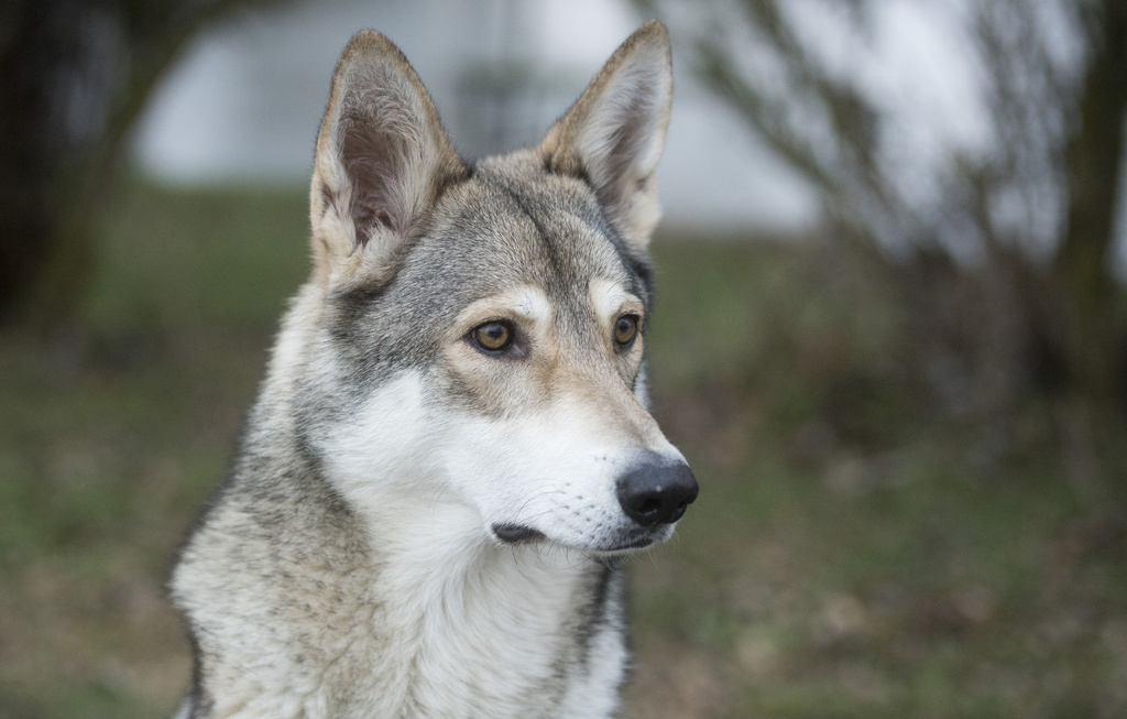 Complètement disparus durant des années en Allemagne, les loups prolifèrent désormais dans plusieurs régions du pays. Les règles d'abattage ont été assouplies mercredi. (Illustration)