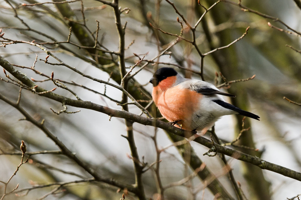 Les résultats montrent que les jardins les plus naturels hébergent la plus grande diversité d'oiseaux. (illustration)