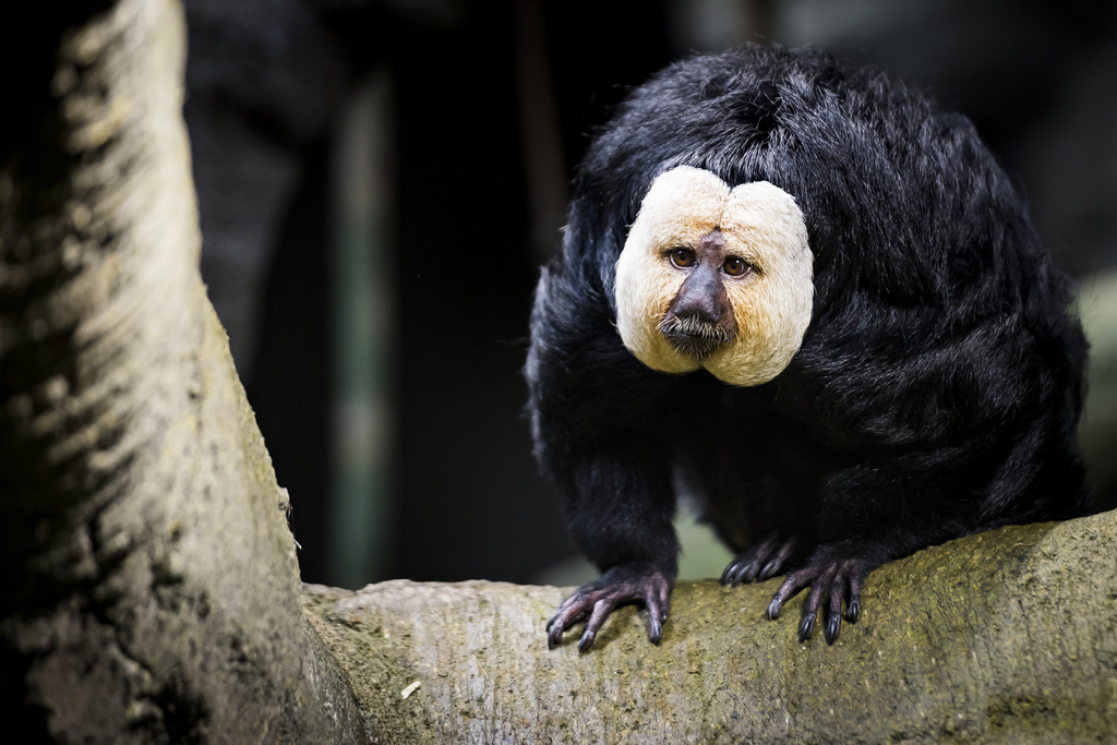 Frédérick est l'un des deux singes Sakis à face pâle qui a pris ses quartiers dans la serre tropicale d'Aquatis à Lausanne.