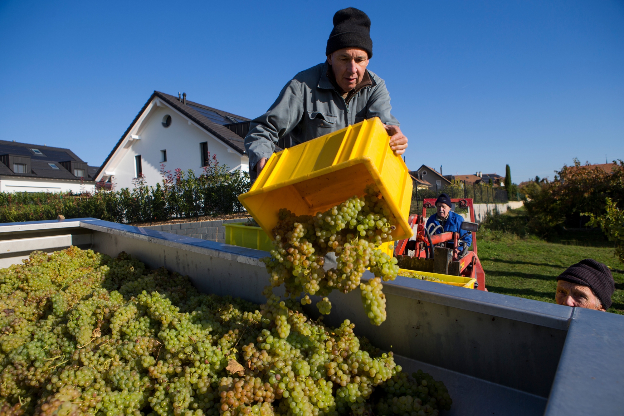 Les contingents maximaux de chasselas ont été réduits dans toutes les régions viticoles vaudoises pour la vendange 2019.