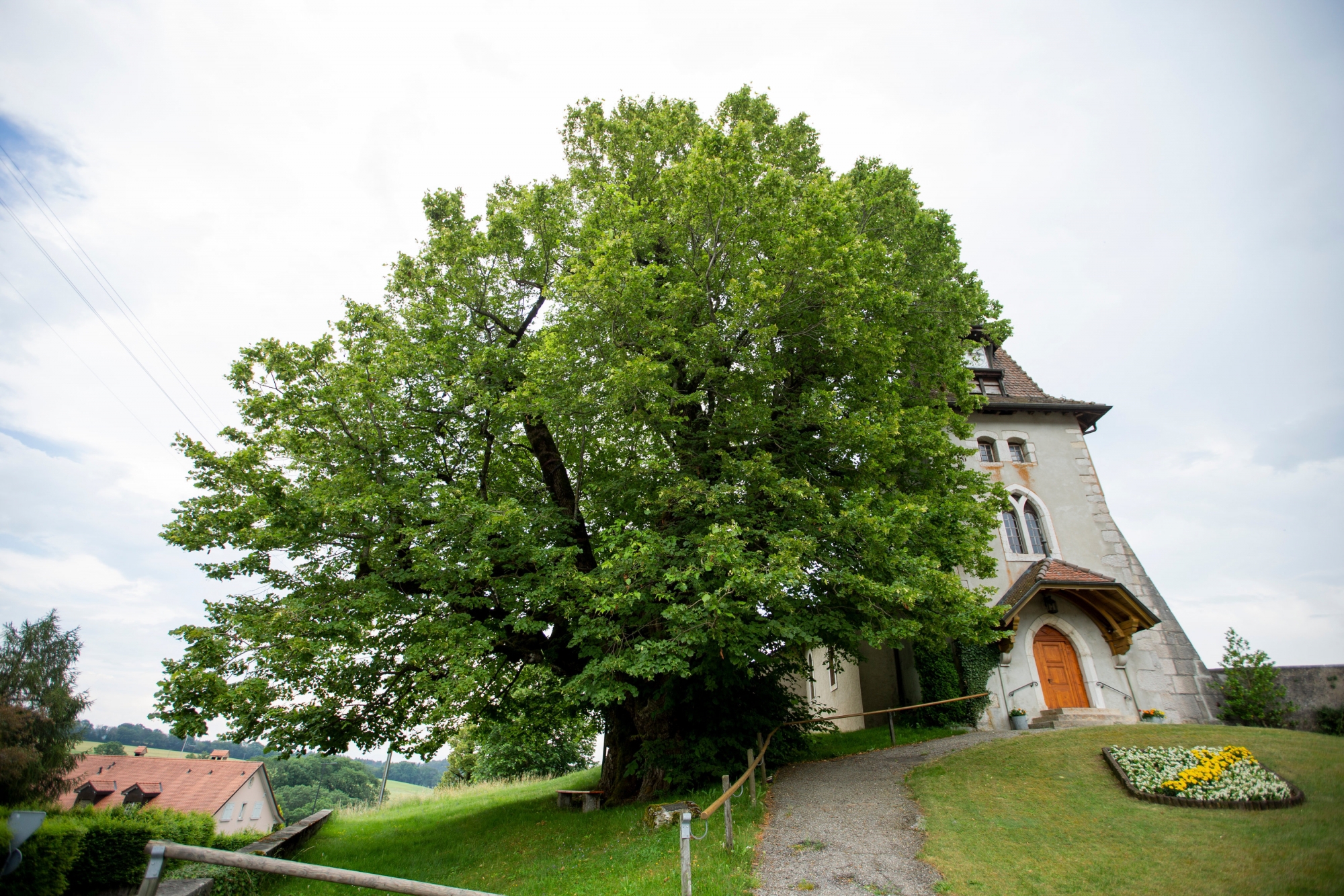 Emblème de la commune, le tilleul à grandes feuilles de Marchissy est le deuxième plus gros et plus vieux de Suisse après celui de Linn, en Argovie.