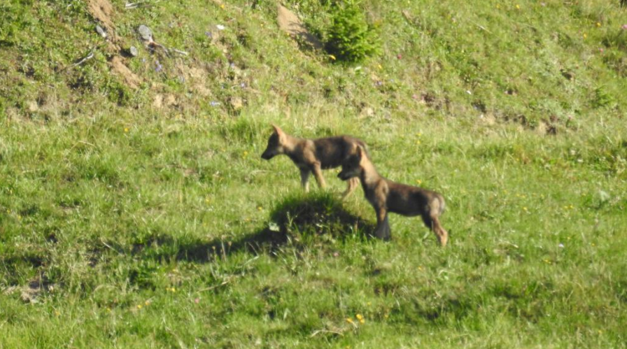 Il s'agit très probablement de jeunes nés dans la meute qui vit dans le massif du Ringelspitz.