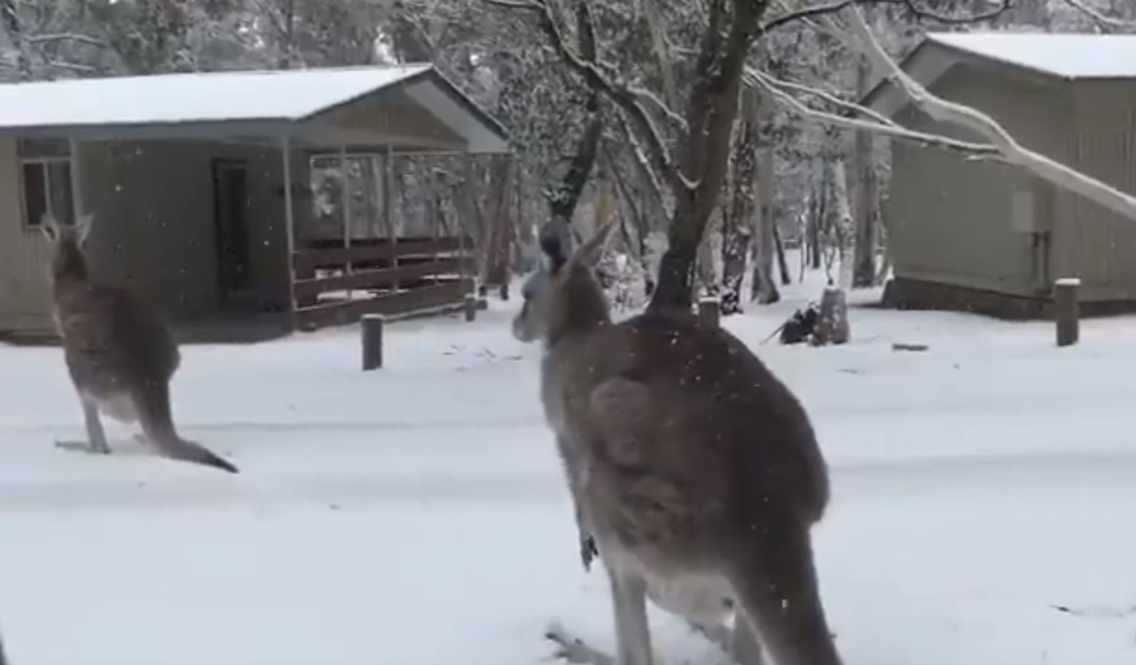 Certains kangourous ont dû découvrir la neige pour la première fois.