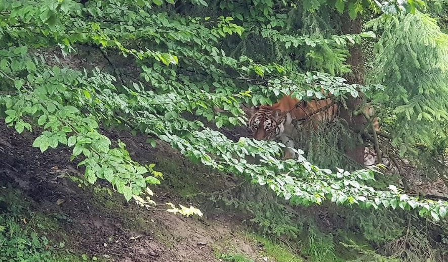 Pour l'heure, la tigresse, qui reste encore physiquement séparée de son partenaire, se montre peu à l'extérieur.