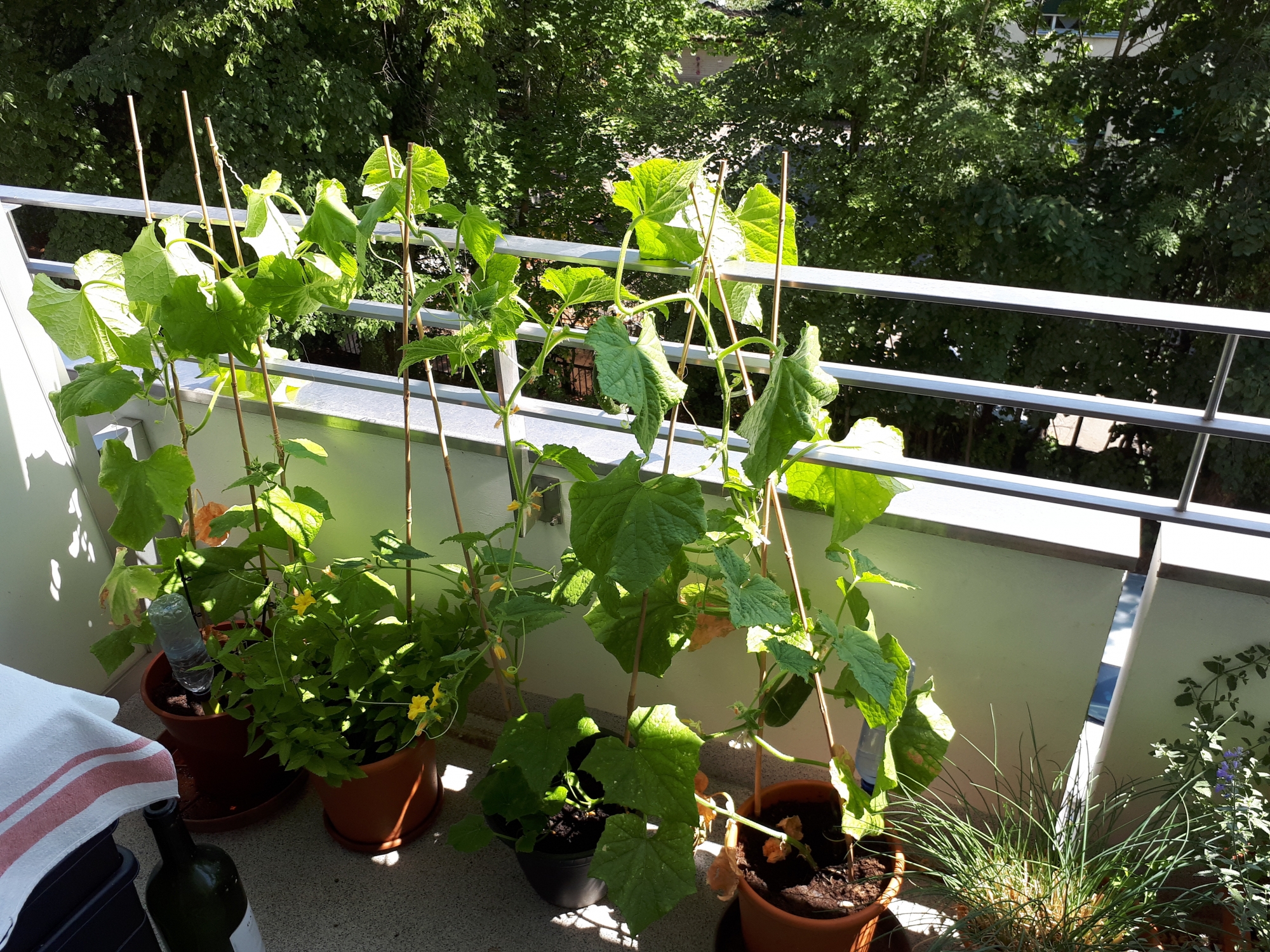 Les trois petits plants de concombres très fructueux sur le balcon d'Amélie Streit en plein cœur de Nyon.