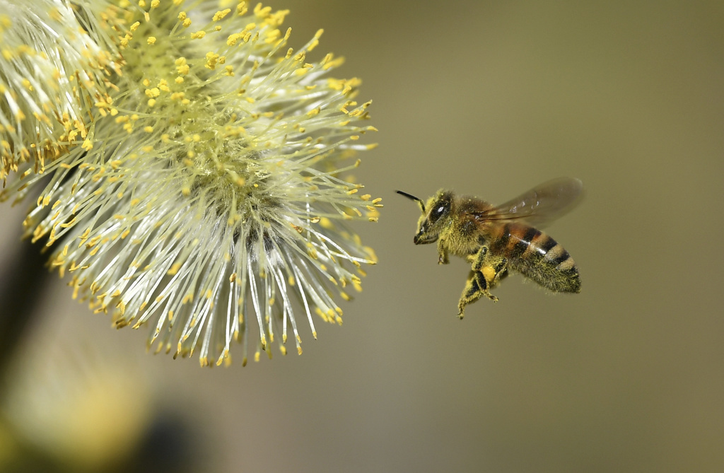 Les abeilles d'un couple d'apiculteurs gênent des habitants du village français. (illustration)