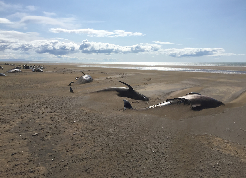 Le 18 juillet dernier, 52 animaux gisant sur le sable ont été repérés sur une plage sauvage dans l’ouest de l’île.