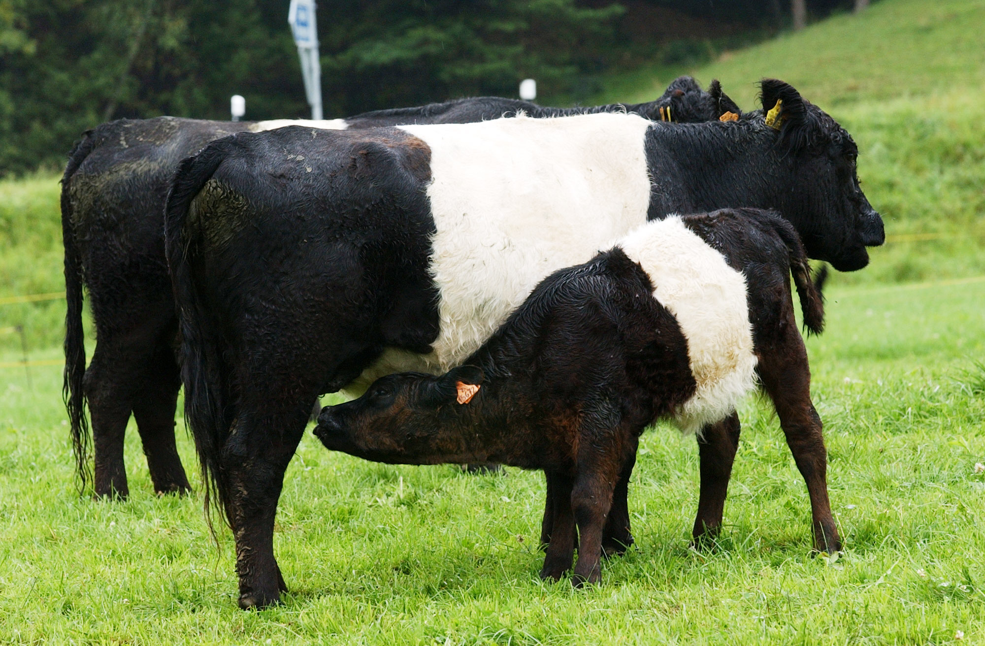 Les vaches allaitantes, reconnaissables à la présence des veaux, peuvent être agressives. Elles se sentent menacées par la présence d'un chien ou de promeneurs et cherchent à protéger leur petit.