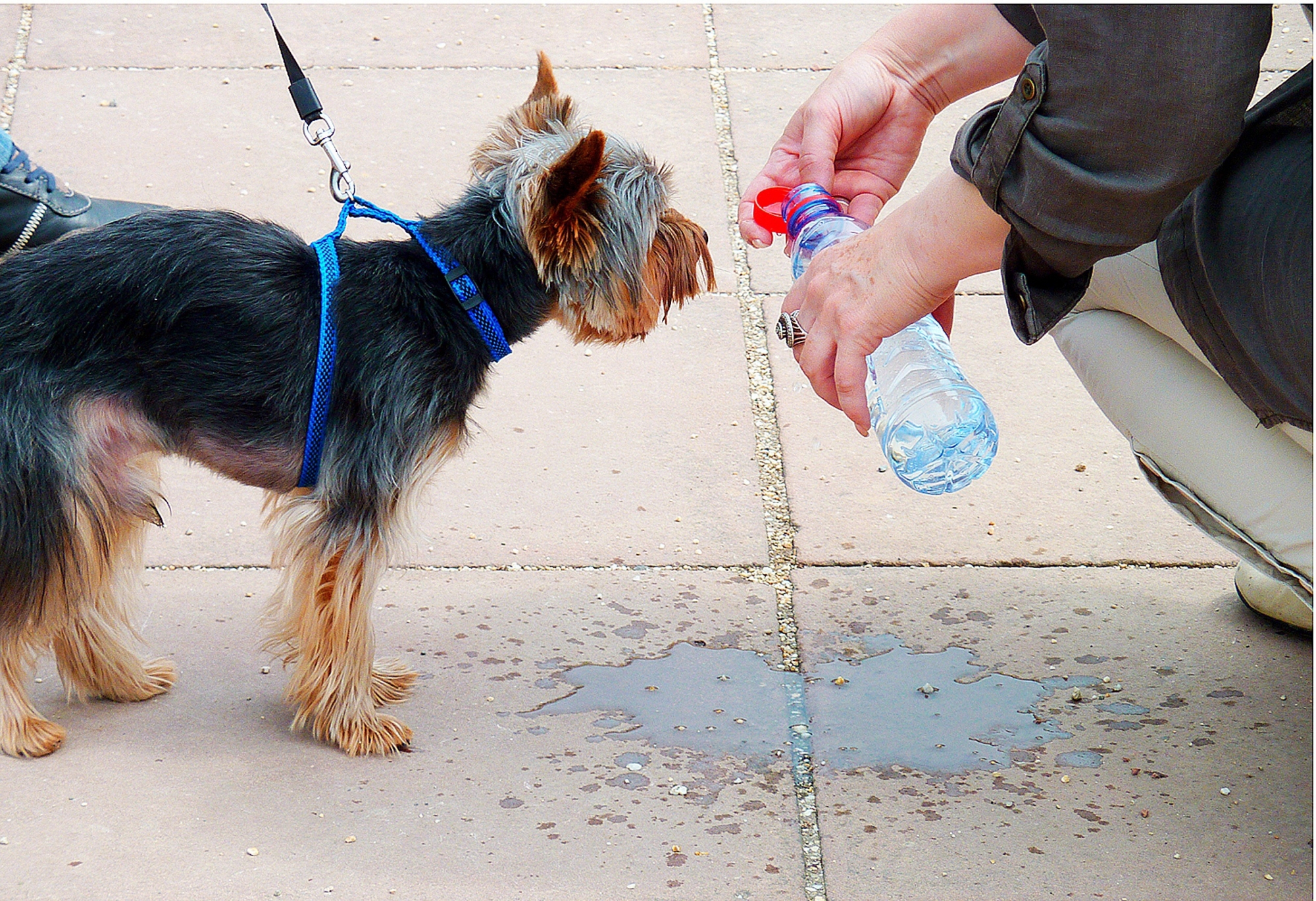 L'hydratation est primordiale pour les animaux, particulièrement lors des fortes chaleurs.