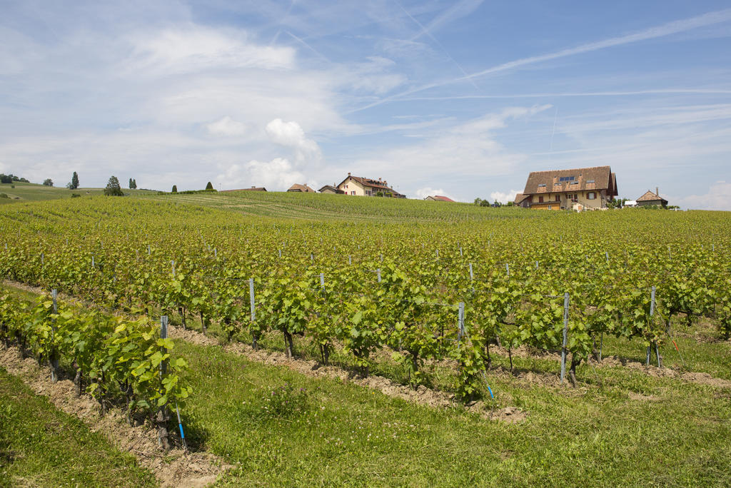 La Côte produit près de la moitié des vins vaudois.