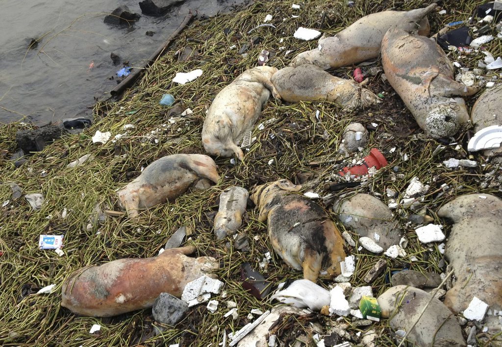 In this photo taken Thursday March 7, 2013 and made available Sunday, March 10, 2013, dead pigs are strewn along the riverbanks of Songjiang district in Shanghai, China. Chinese officials say they have fished out 900 dead pigs from a Shanghai river that is a water source for city residents. Officials are investigating where the pigs came from. A statement posted Saturday on the city's Agriculture Committee's website says they haven't found any evidence that the pigs were dumped into the river or of any animal epidemic. (AP Photo) CHINA OUT