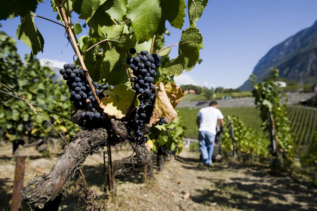 Les régions viticoles traditionnelles sont sous la menace de l'augmentation des températures et des sécheresses prolongées.