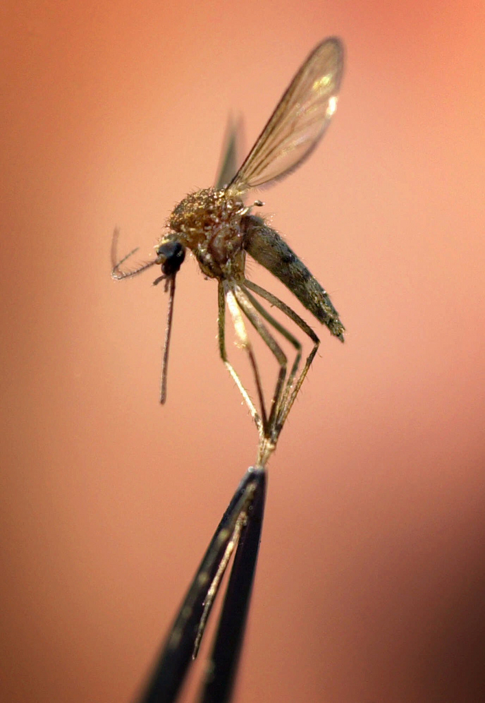 Le nombre de personnes atteintes de fièvre de dengue augmente en Suisse.