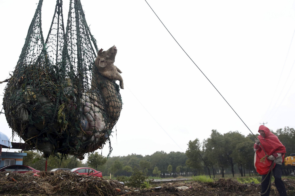 Les services fluviaux du Huangpu en Chine, ont pratiquement terminé leurs opérations de pêche: ils ont repêché quelque 16'000 cadavres de porcs en tout.