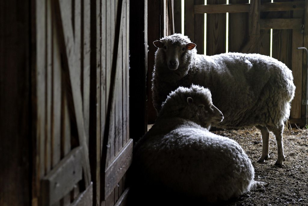 Les moutons transgéniques sont plus visibles dès qu'ils sont éclairés à la lumière ultra-violette. 