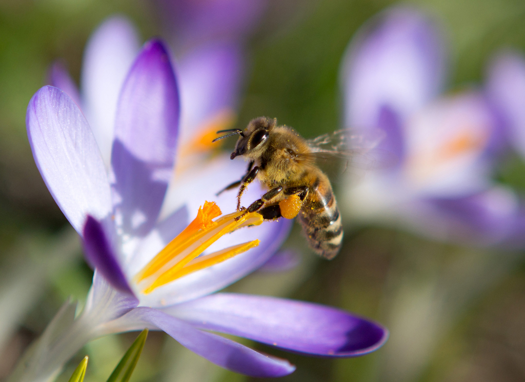 Les abeilles se régalent, mais pas les allergiques...