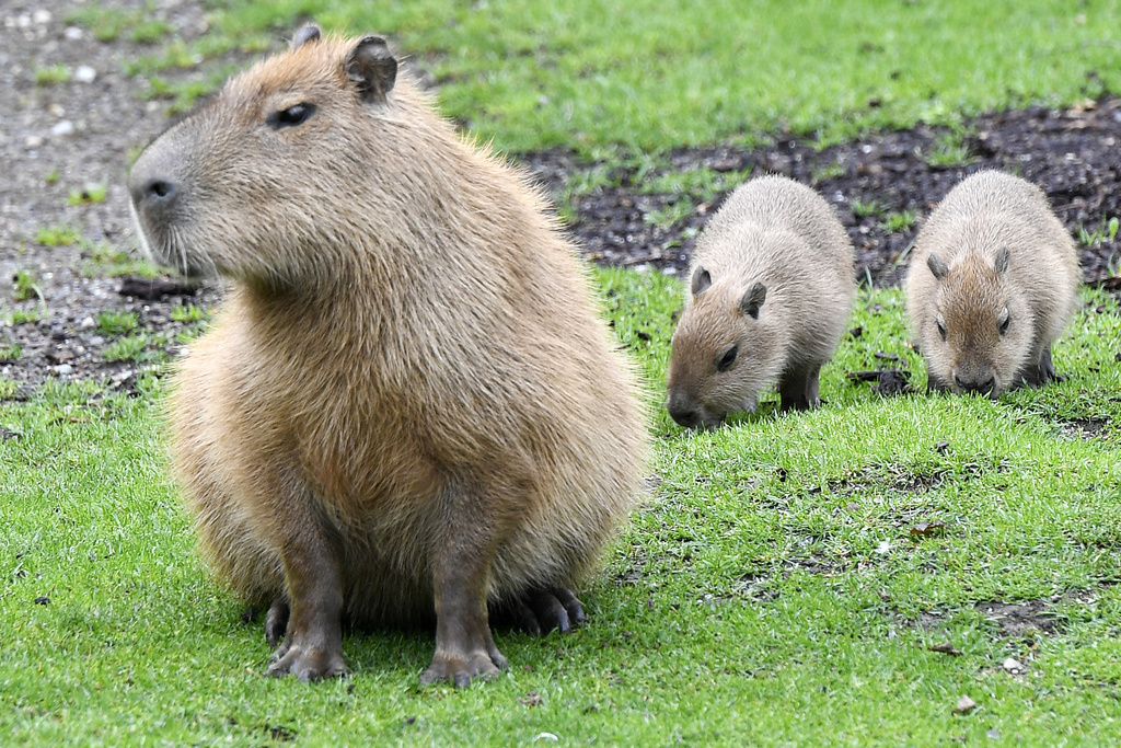 Les capybaras sont de très, très gros rongeurs. Les adultes peuvent peser jusqu'à 50 kilos.