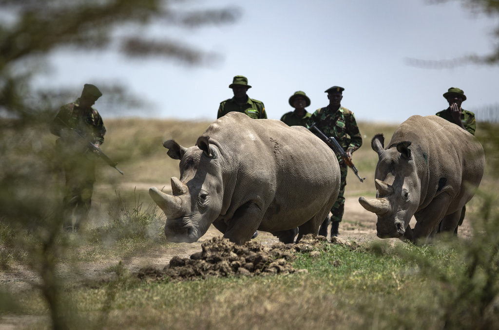 Najin et Fatu sont les deux dernières femelles rhinocéros blancs du Nord de la planète.