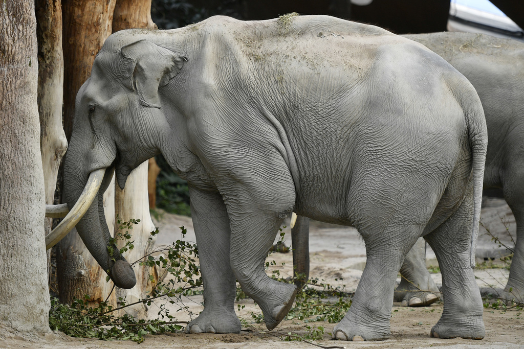 En captivité, certains éléphants d'Asie ont approché la septantaine.
