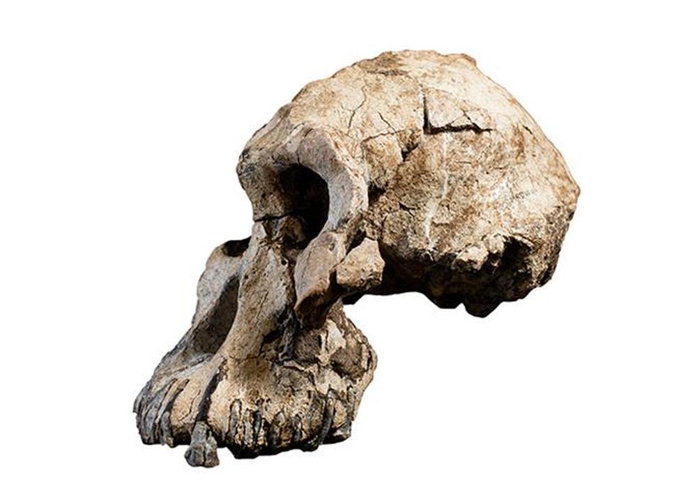 Même s'il est tout petit, le crâne devait être celui d'un adulte, à priori masculin.