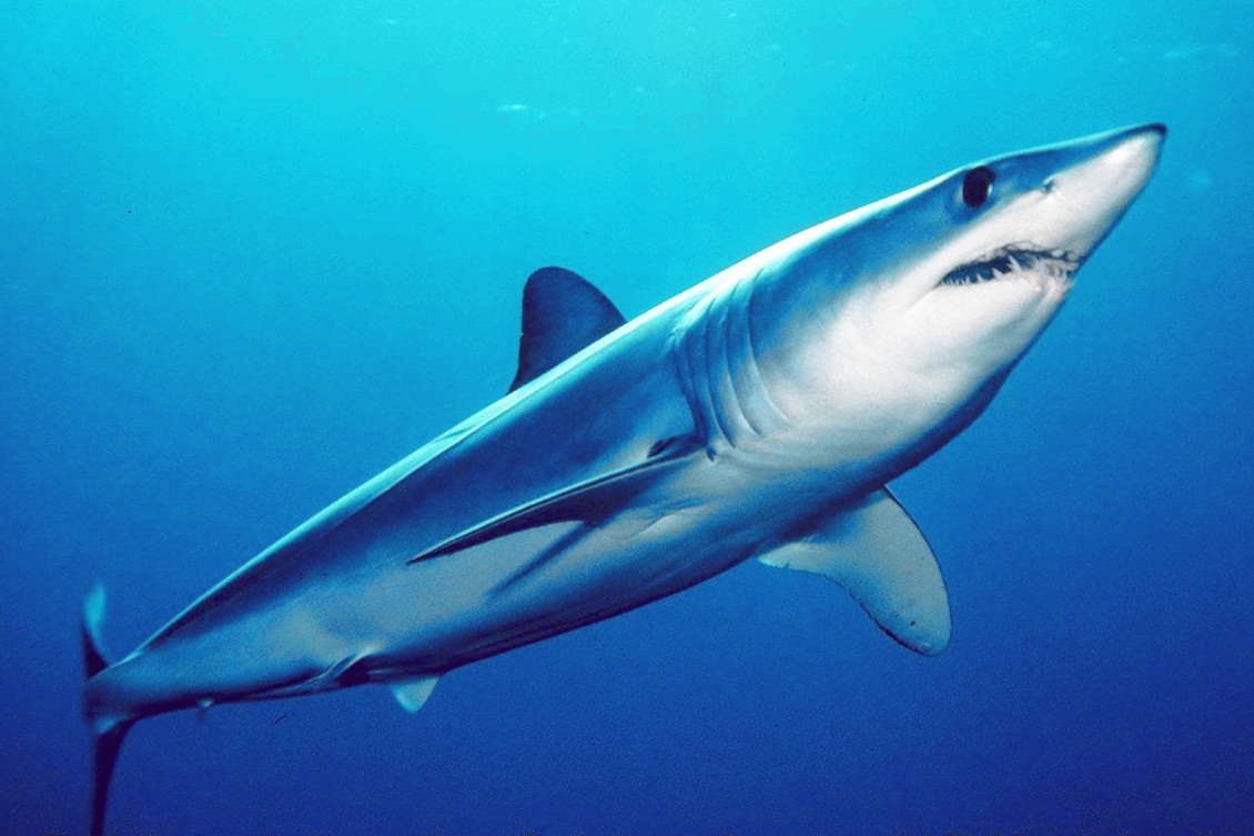 Le requin mako est le plus rapide au monde.