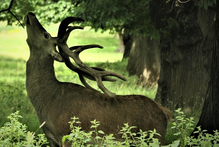 Le cerf venait d'un bois des environs.