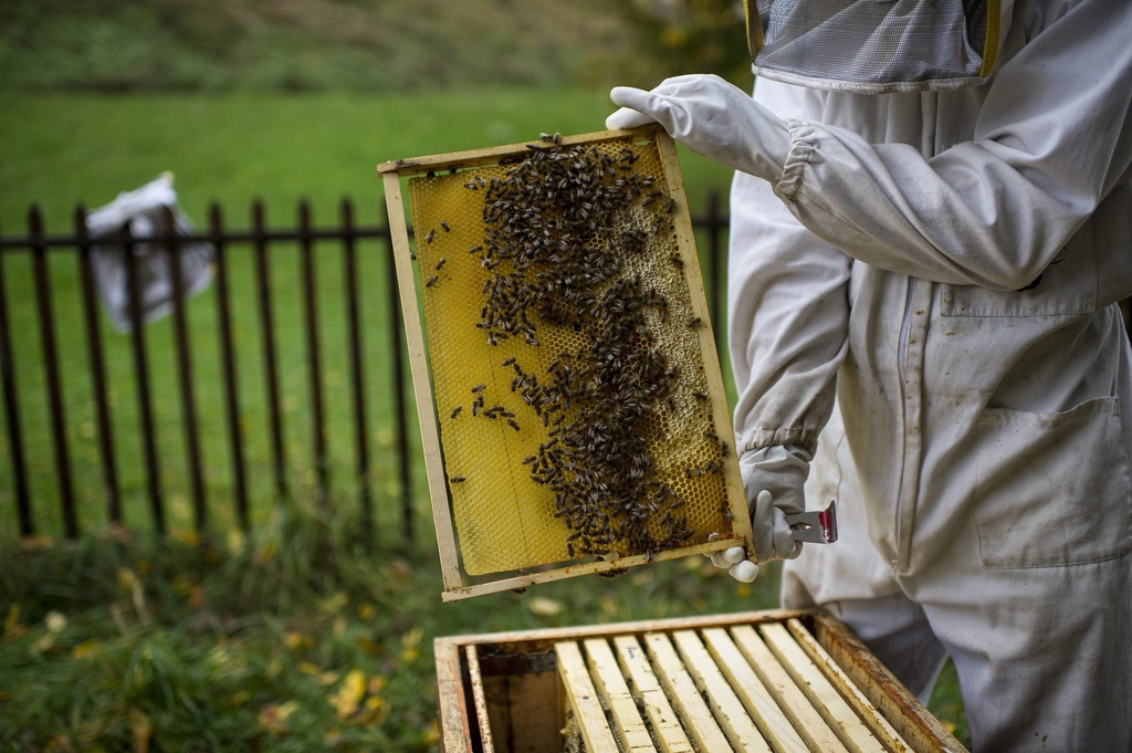 Des mois de mars et avril chauds ont permis aux colonies d'abeilles de se développer rapidement, mais un mois de mai plus froid et humide a empêché la récolte de miel sur le Plateau. (illustration)