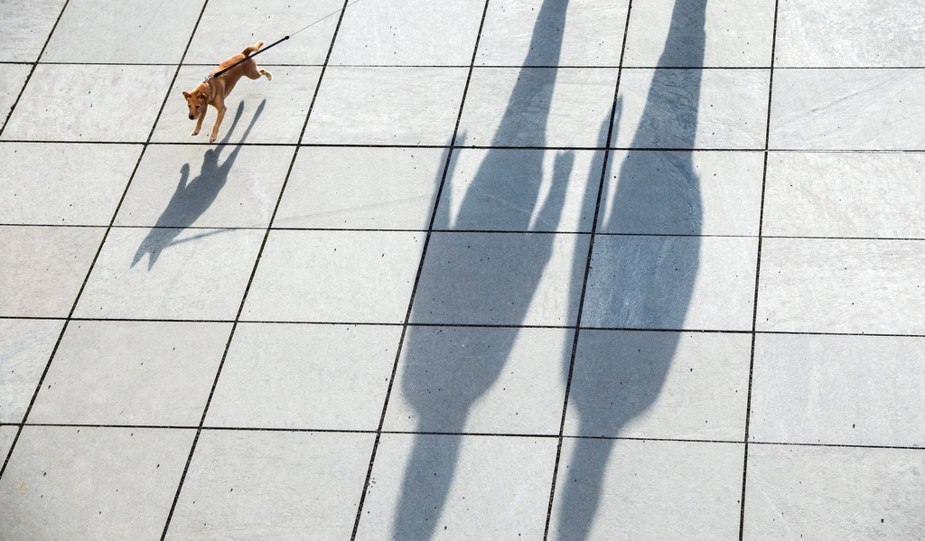 La majorité (50,4%) des infractions a concerné des animaux de compagnie, principalement des chiens.