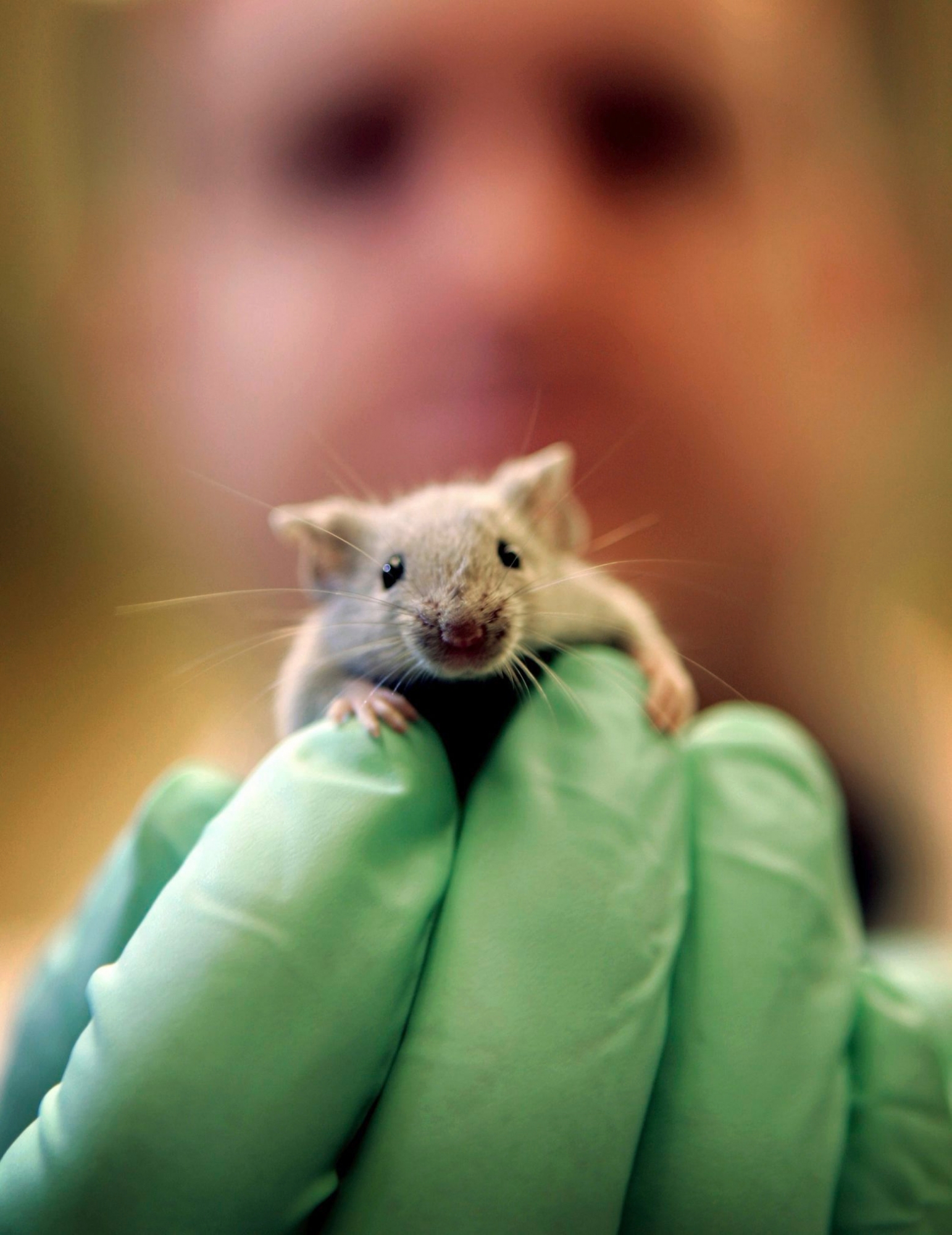 A laboratory mouse climbs on the gloved hand of a technician at the Jackson Laboratory, Jan. 24, 2006, in Bar Harbor, Maine. The lab ships more than two million mice a year to qualified researchers.  (KEYSTONE/AP Photo/Robert F. Bukaty) USA GEN FORSCHUNG
