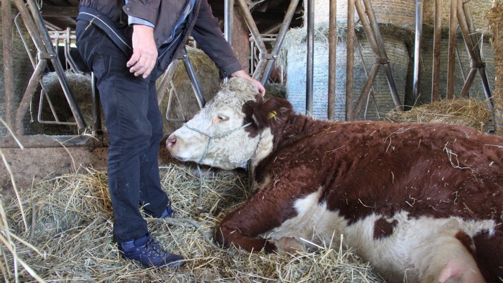 Pierre-Alain Devenoge est aux petits soins pour sa vache convalescente.