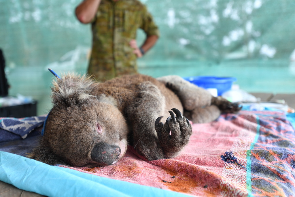 Des vétérinaires et bénévoles portent secours aux koalas.