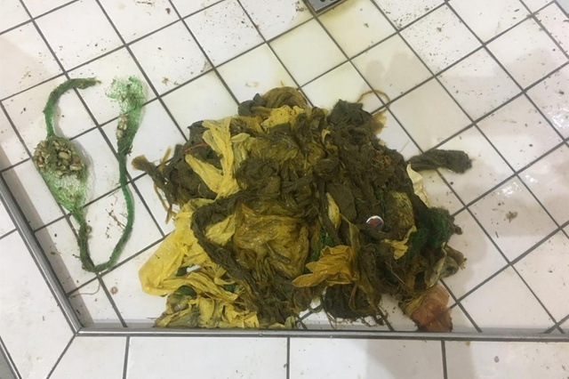 L'examen du cadavre a révélé la présence de six kilos de plastique dans son estomac, notamment des gants et des filets pour de la nourriture pour oiseaux.