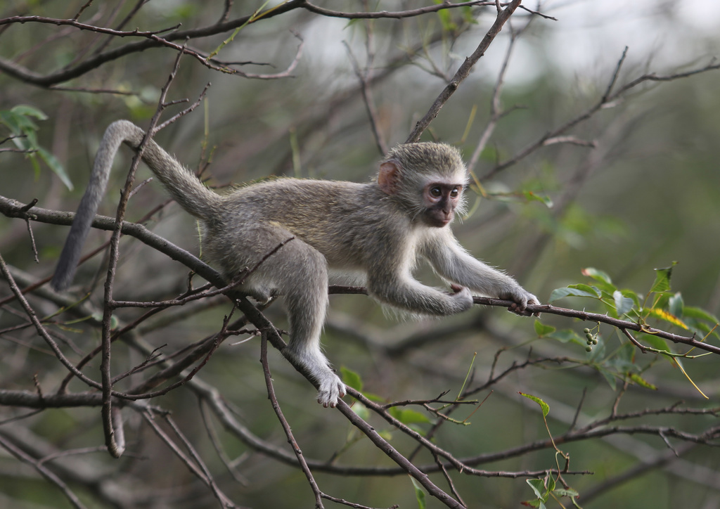L'étude a été menée sur des singes vervets en Afrique du Sud. (illustration)