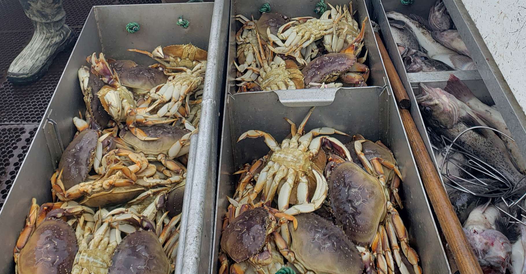 Le crabe dormeur est un crustacé très prisé par les pêcheurs de la Californie, de l'Alaska et de l'Oregon.